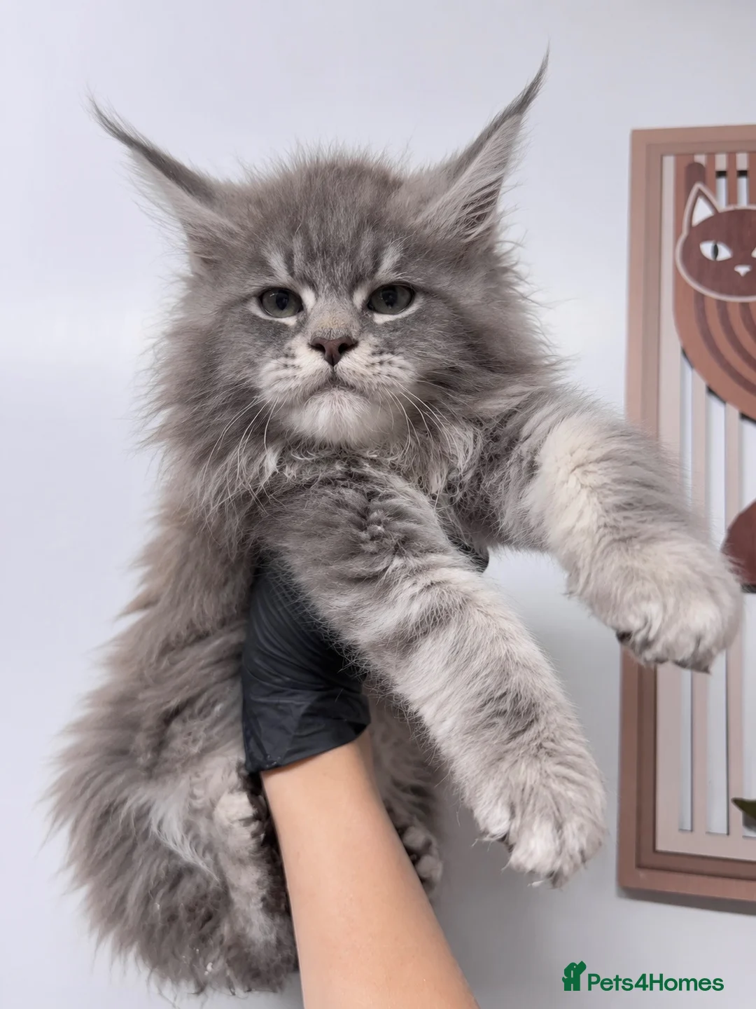 Maine Coon cats for sale: Maine coon kittens  - Advert 2