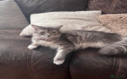 Mixed Breed cats for sale: Kittens  - Image 7