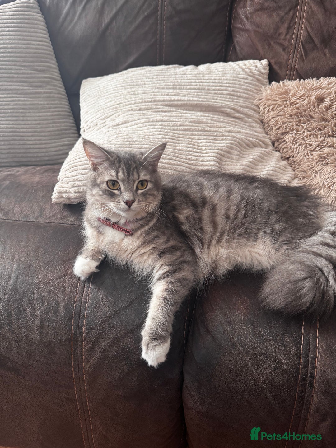 Mixed Breed cats for sale: Kittens  - Image 7