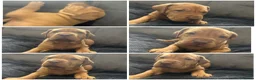 Mixed Breed dogs for sale: Beautiful puppers seeking their forever homes.  - Advert 7