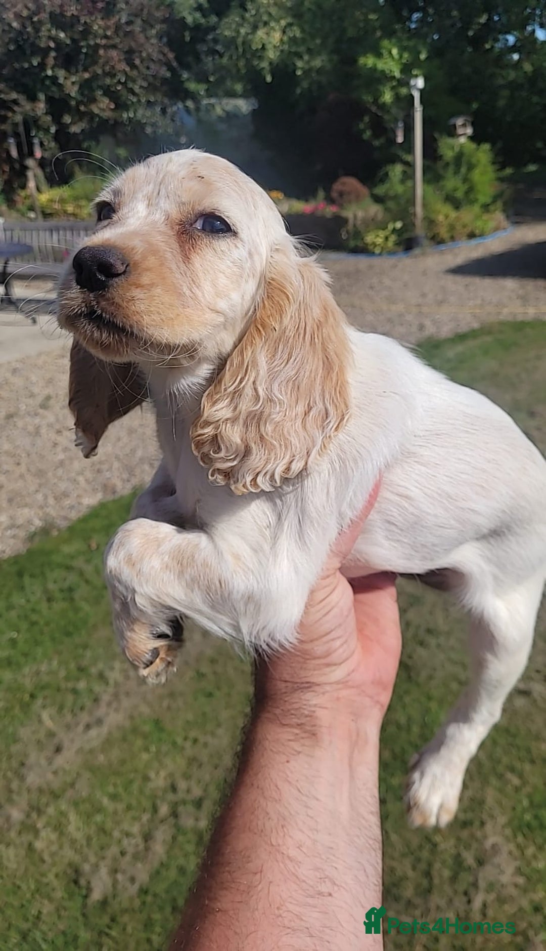 Cocker Spaniel dogs for sale: Stunning cocker spaniel puppies - Image 13
