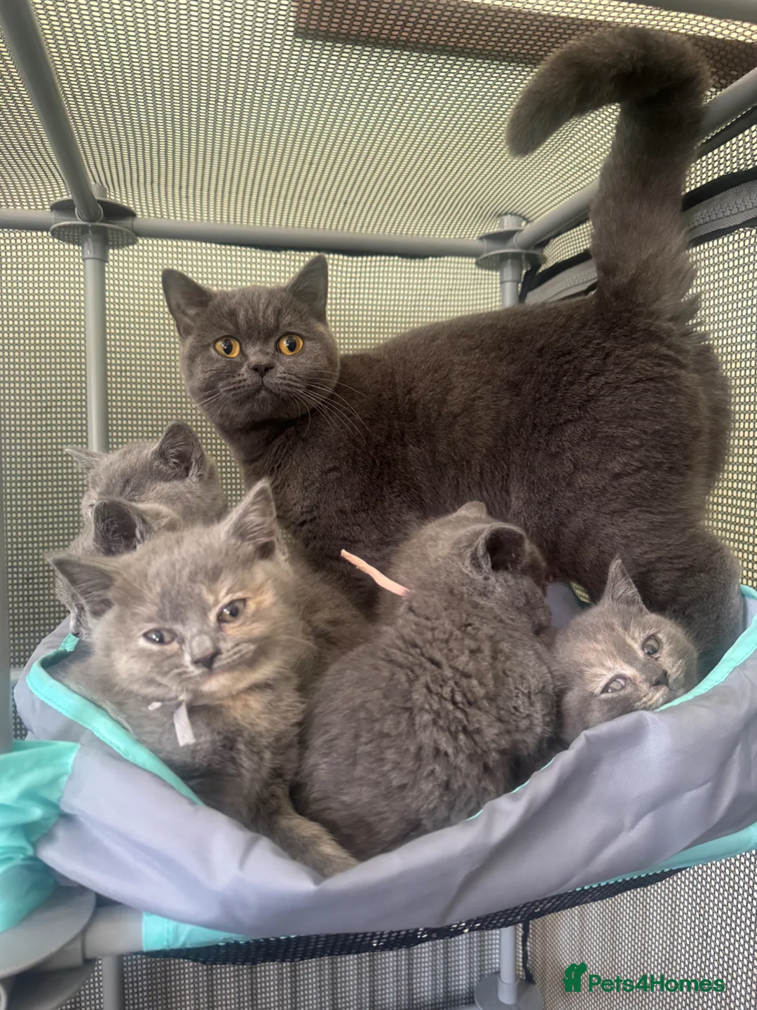 British Shorthair cats for sale: British Shorthair kittens - undocumented  - Advert 1