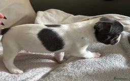French Bulldog dogs for sale: Adorable French bulldog puppies for sale - Image 26
