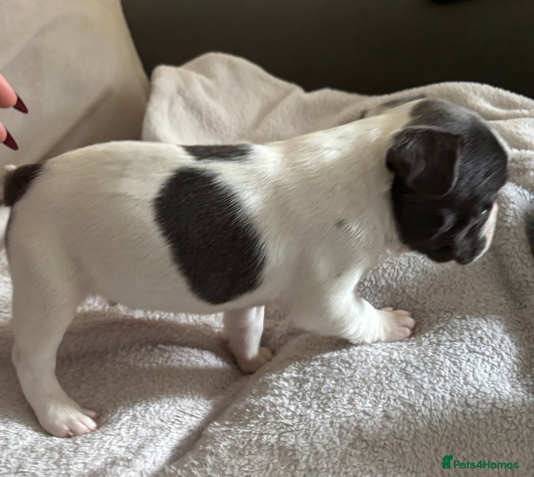 French Bulldog dogs for sale: Adorable French bulldog puppies for sale - Image 26