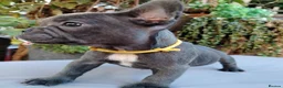 French Bulldog dogs for sale: 🐾 FRENCH BULLDOG PUPPIES | OUTSTANDING PEDIGREE • - Advert 17