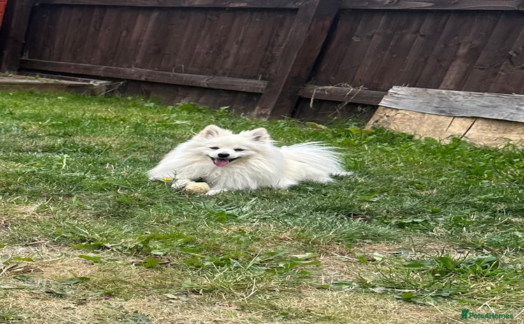 Pomeranian dogs - Advert 1
