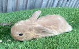 Mini Lion Lop rabbits for sale: Adorable Mini Lion Lops available for Loving Homes - Image 14