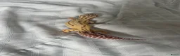 Leopard Gecko reptiles for sale: Leopard gecko aptor and vivarium in Southampton - Advert 6