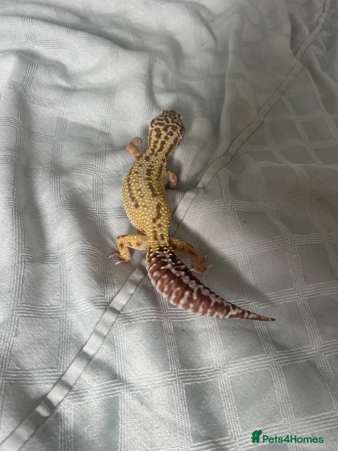 Leopard Gecko reptiles for sale: Leopard gecko aptor and vivarium in Southampton - Advert 6