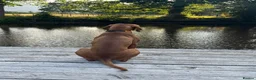 Hungarian Vizsla dogs for sale: Wirehaired Vizsla Pups (available from 3rd May) - Advert 17