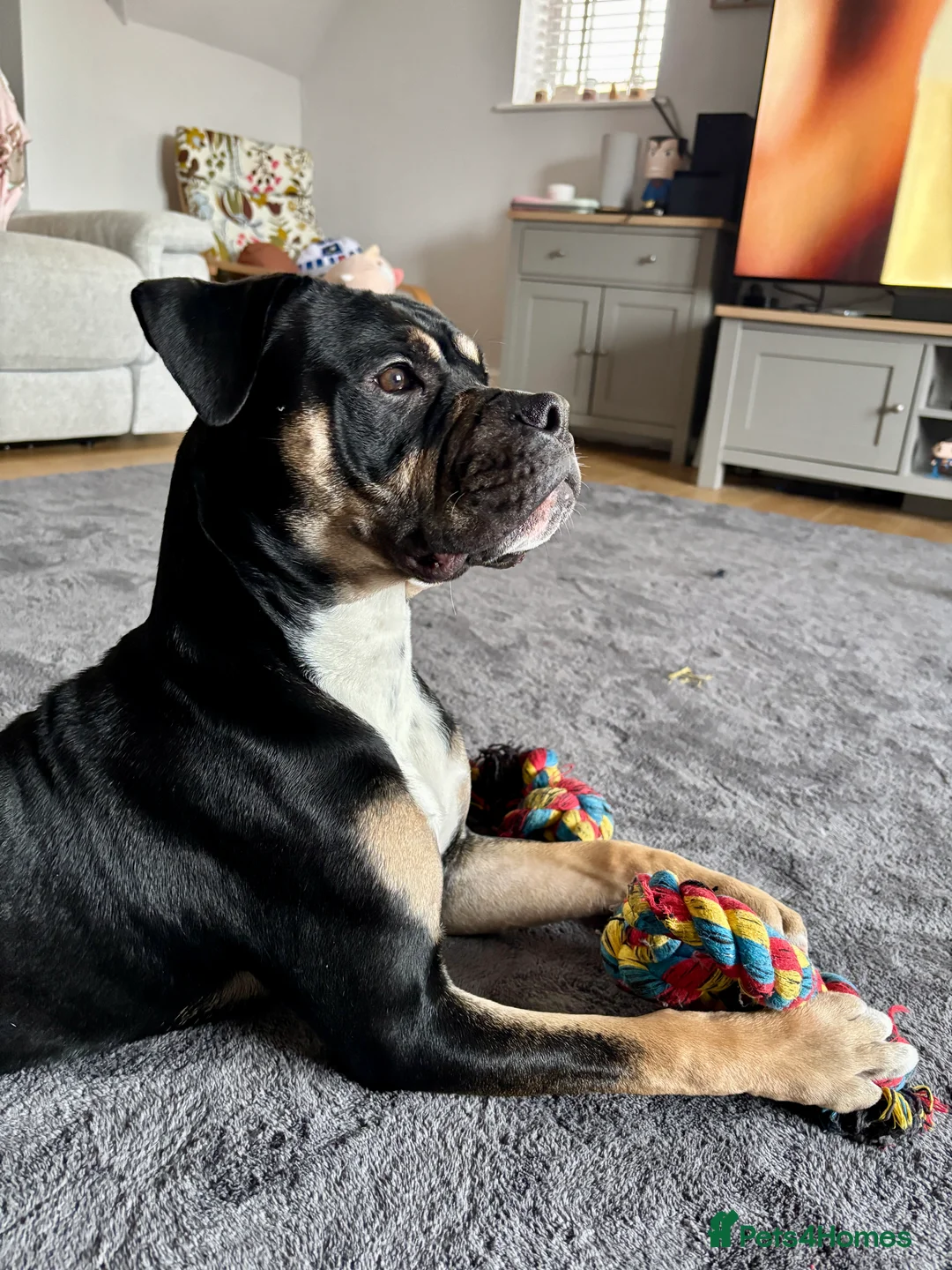 Mixed Breed dogs for sale: Rehome 8 month old Staffy/Old Tyme Bulldog cross - Advert 2