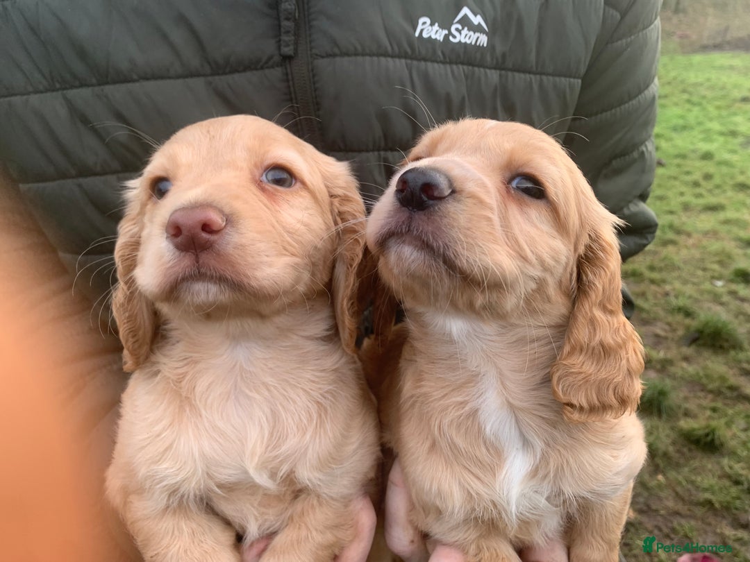 Sprocker dogs for sale: Stunning Sprocker pups - Advert 3