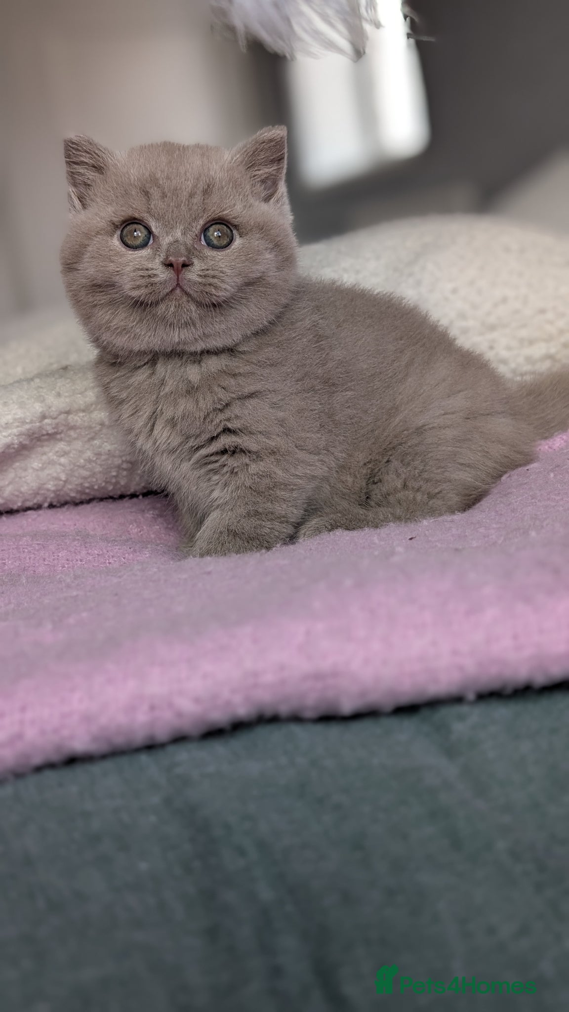 British Shorthair cats GCCF REGISTERED CHOCOLATE AND LILAC KITTENS - Advert 2