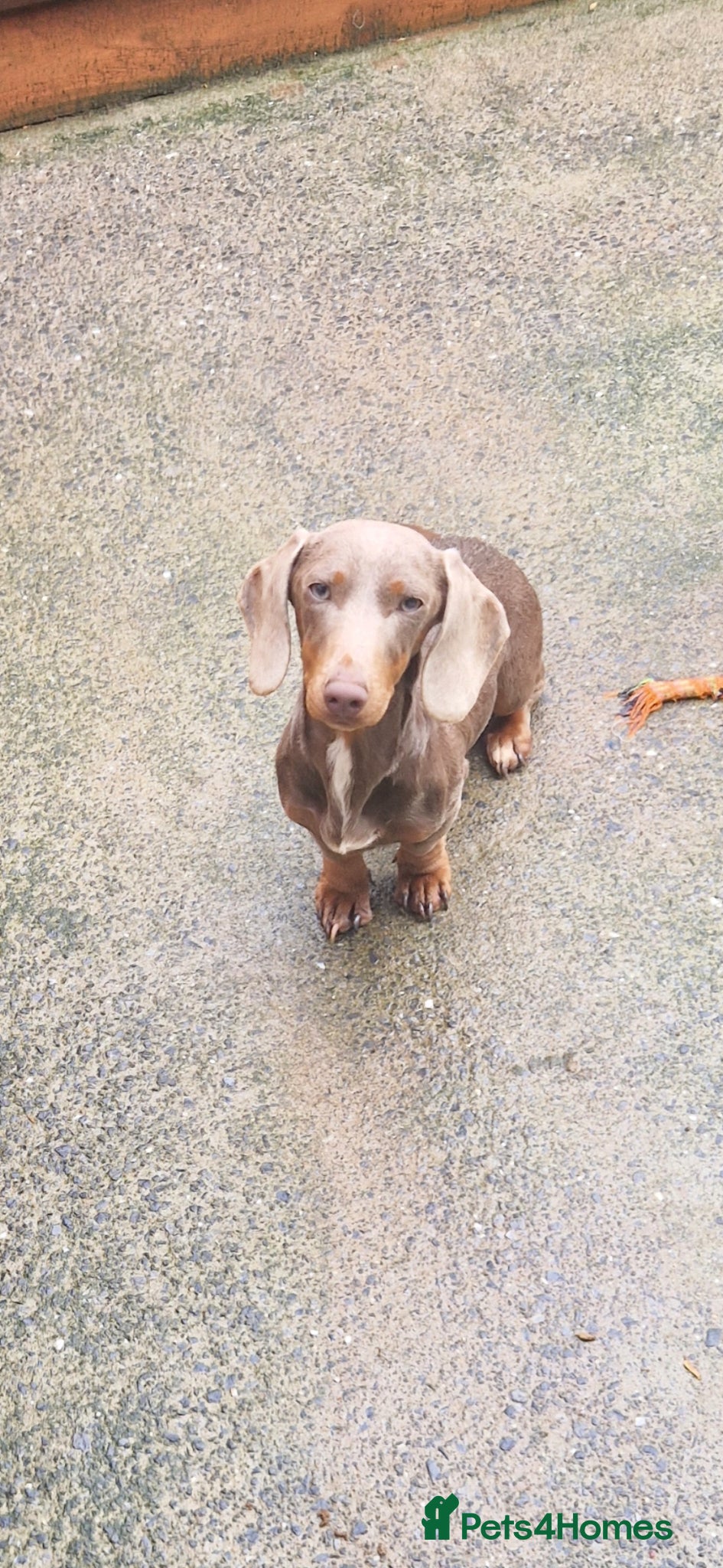 Miniature Dachshund dogs Isabella and tan female (1 year 8 months) - Advert 5