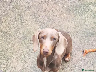 Miniature Dachshund dogs Isabella and tan female (1 year 8 months) - Advert 5