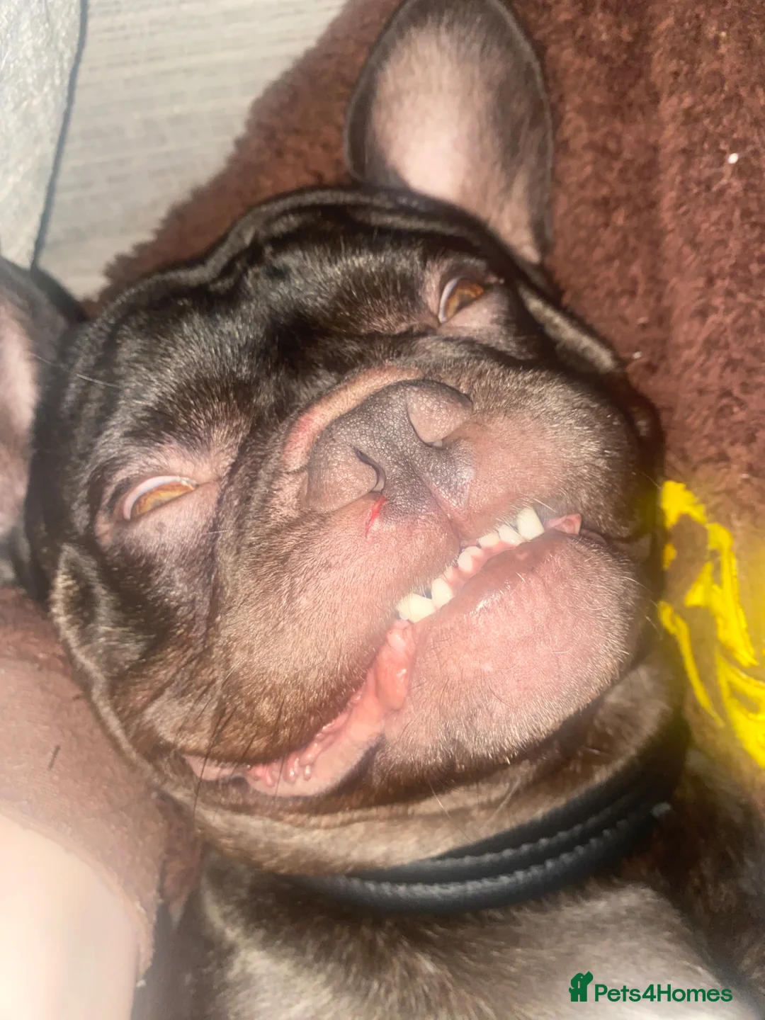 French Bulldog dogs for sale: Gorgeous chocolate brown French bulldog age 4yr - Advert 8