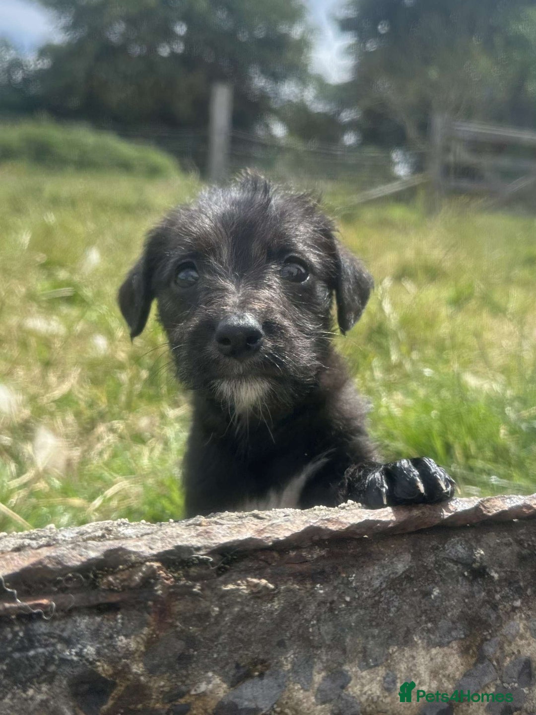 Mixed Breed dogs for sale: Stunning Bedlington x whippet puppies  - Image 7