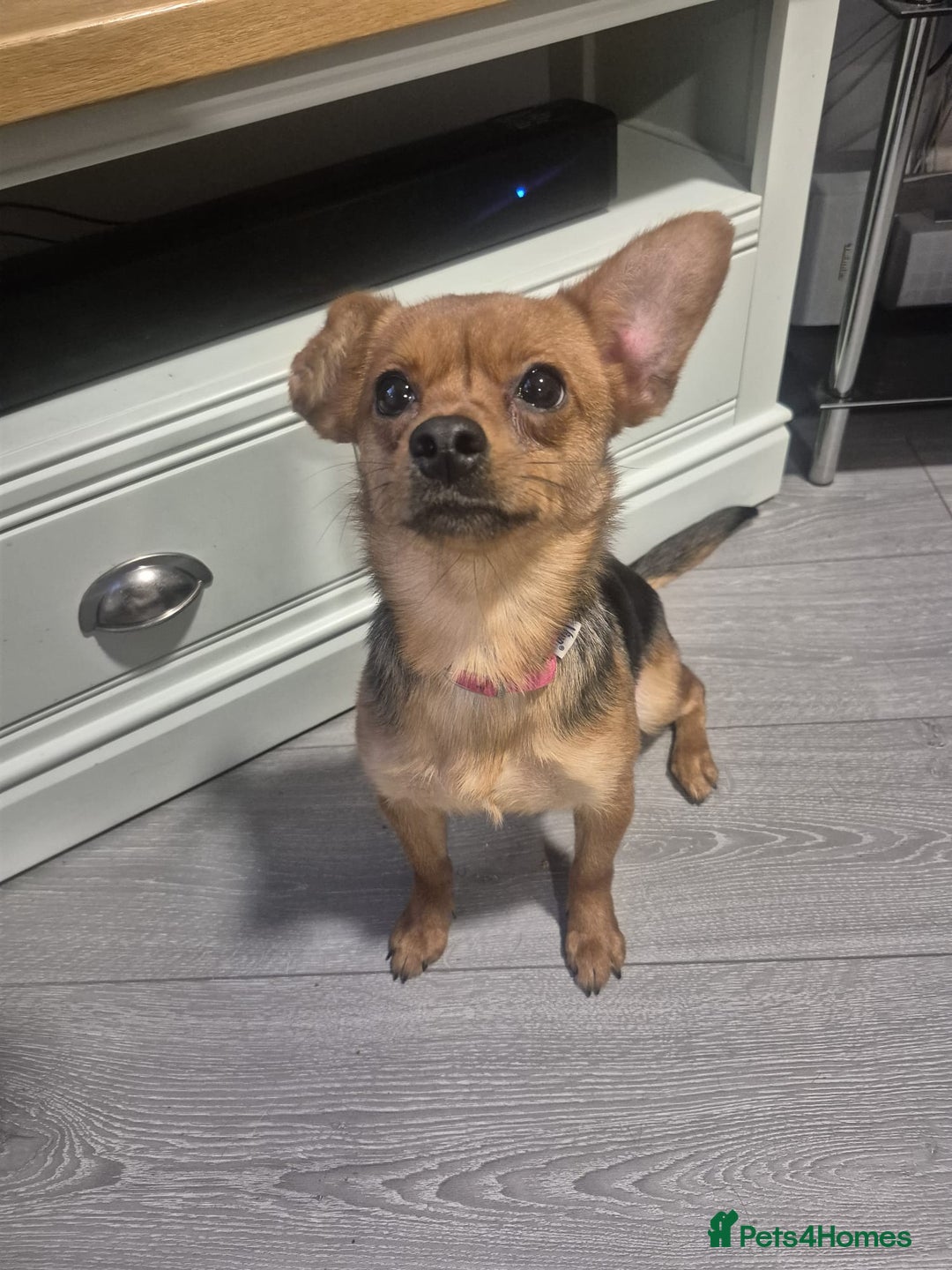 Mixed Breed dogs for sale: REHOMIG A BEAUTIFLY LITTLE FURBABY approx 6years  - Advert 3