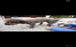 Bedlington Terrier dogs for stud: Bedlington for stud  in Chesterfield - Image 8