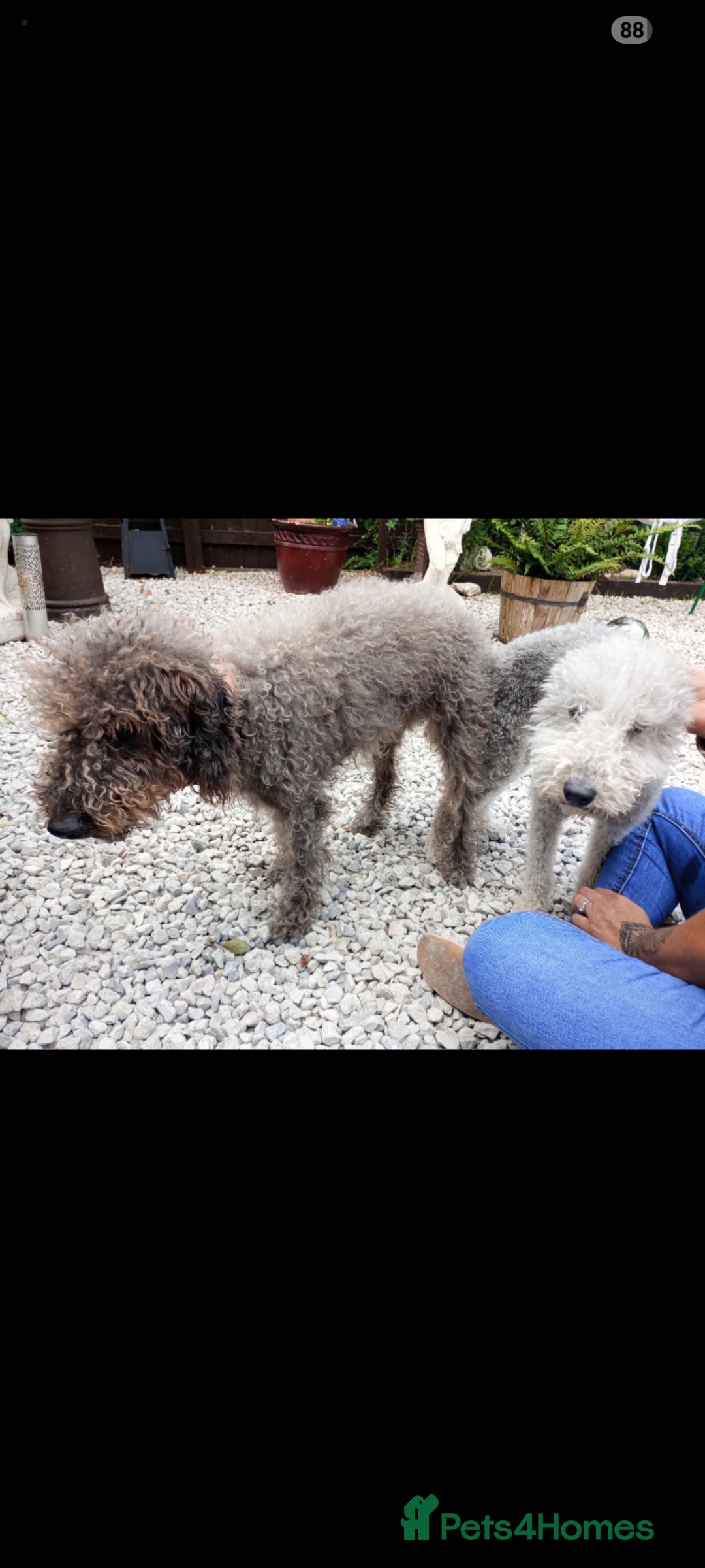Bedlington Terrier dogs for stud: Bedlington for stud  in Chesterfield - Image 8