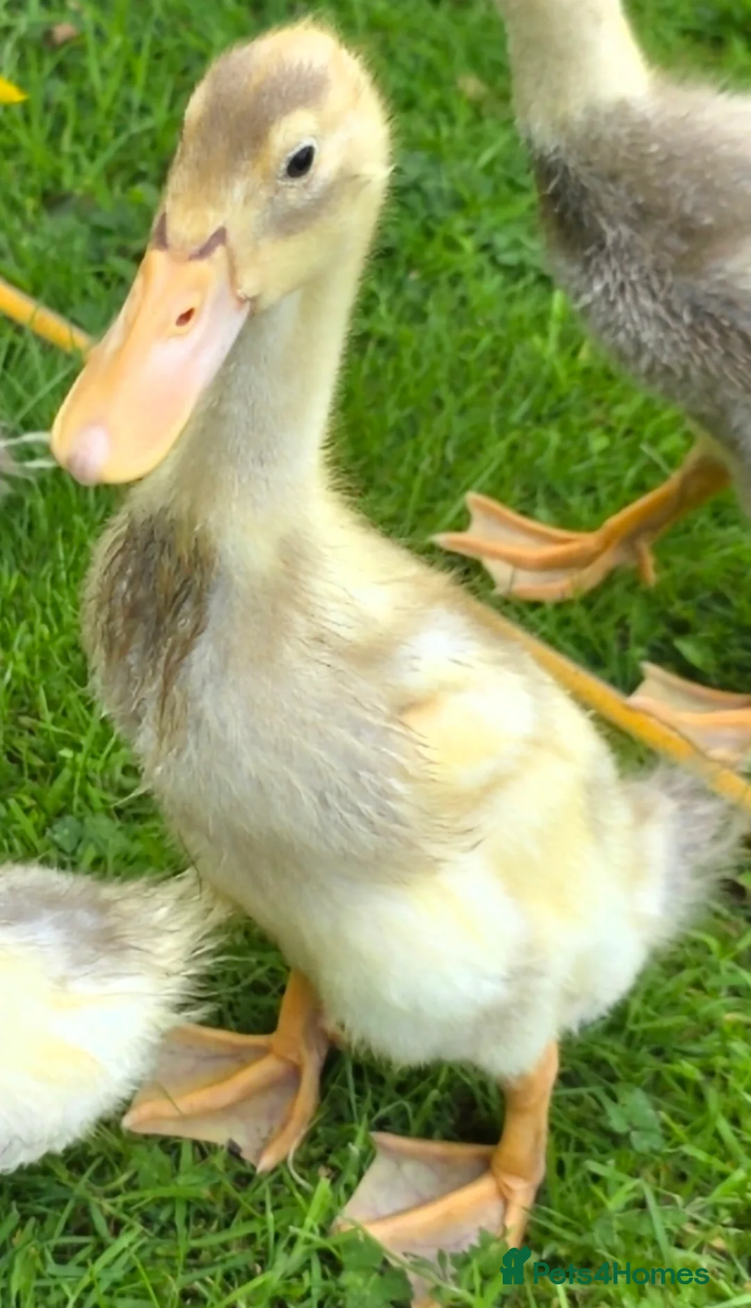 Ducks poultry for sale: Indian Runner Ducks Due April - Hand reared & tame - Advert 2