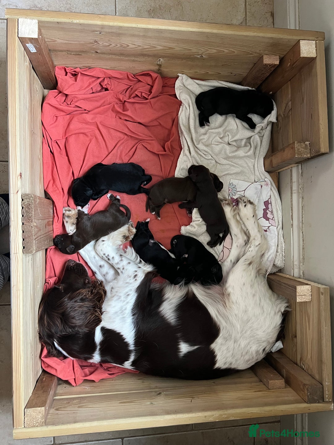 Springador dogs for sale: Springador Puppies for Sale  - Image 4
