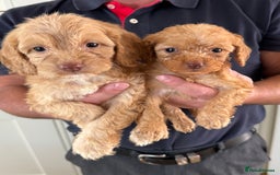 Cockapoo dogs for sale: Cockapoos - Image 1