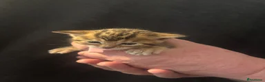 Bengal Kitten 4