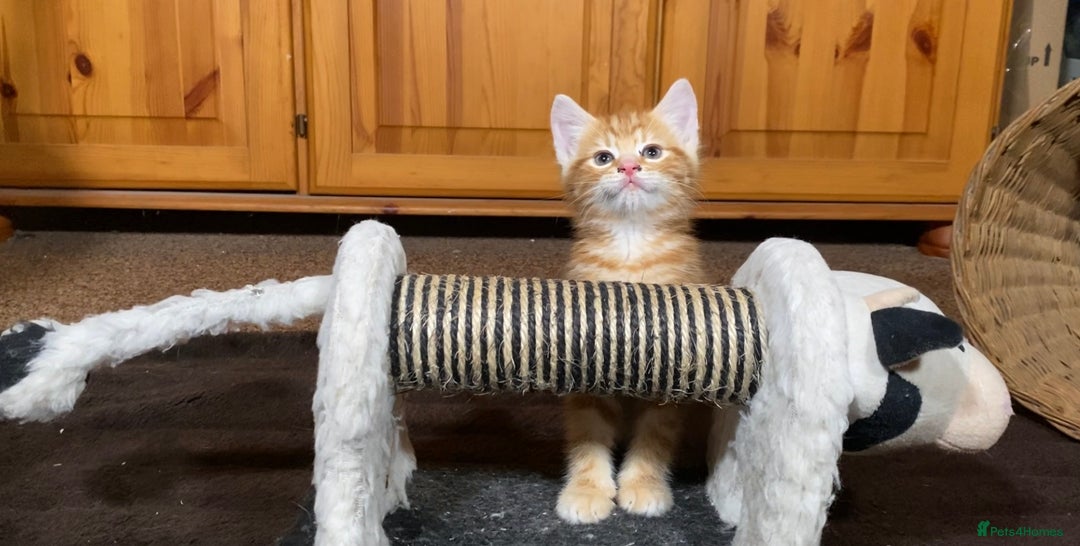 Mixed Breed cats for sale: Gorgeous Ginger And Tortoiseshell Female Kittens - Advert 16