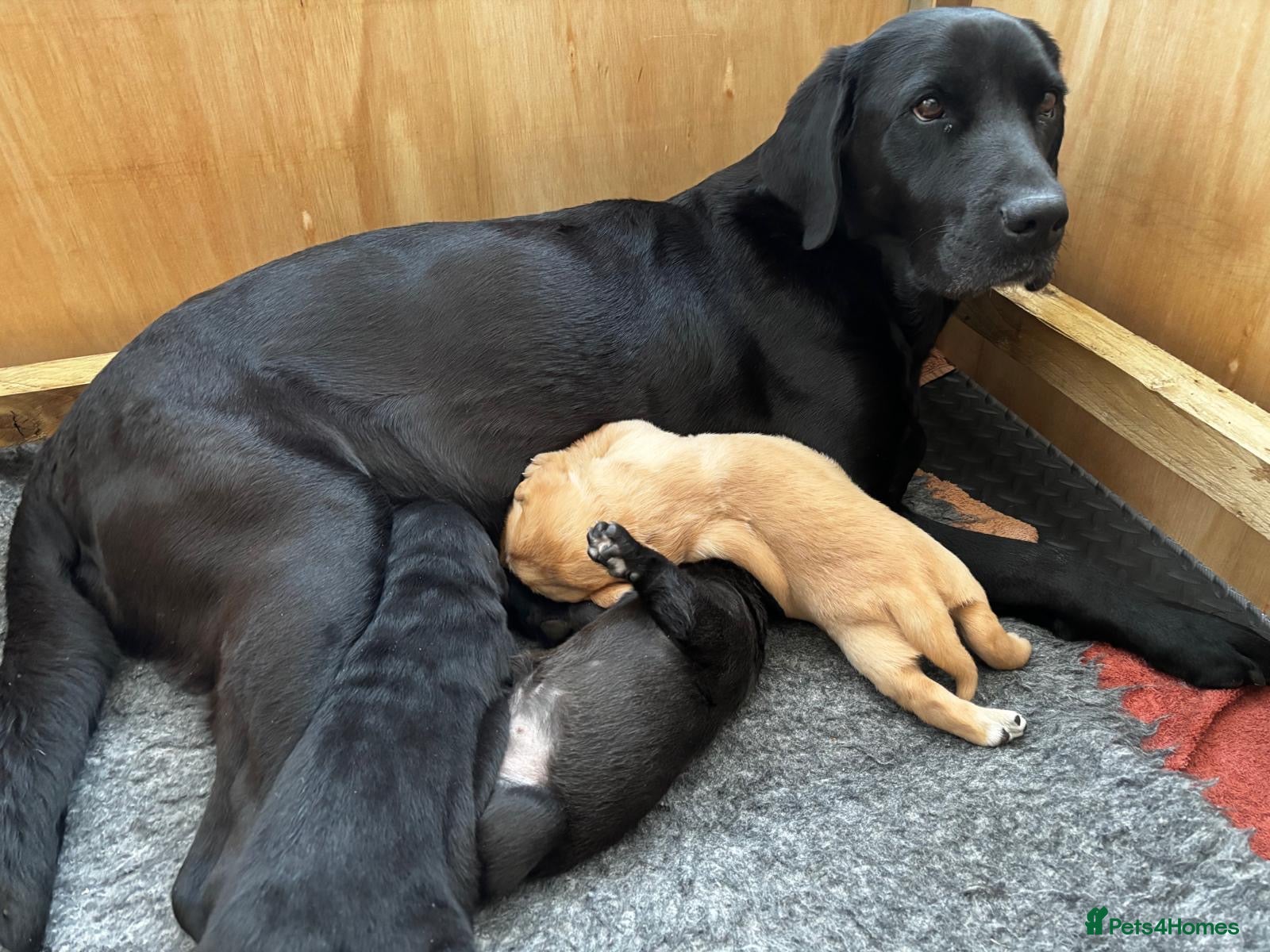 Labrador Retriever dogs Carefully Bred Labrador Retriever Puppy  - Advert 3