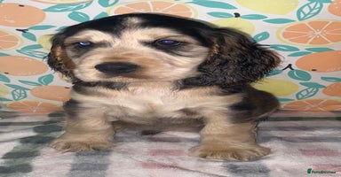 Cocker Spaniel dogs - Advert 14
