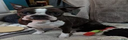 Boston Terrier dogs for sale: Boston Terriers for sale  - Advert 1