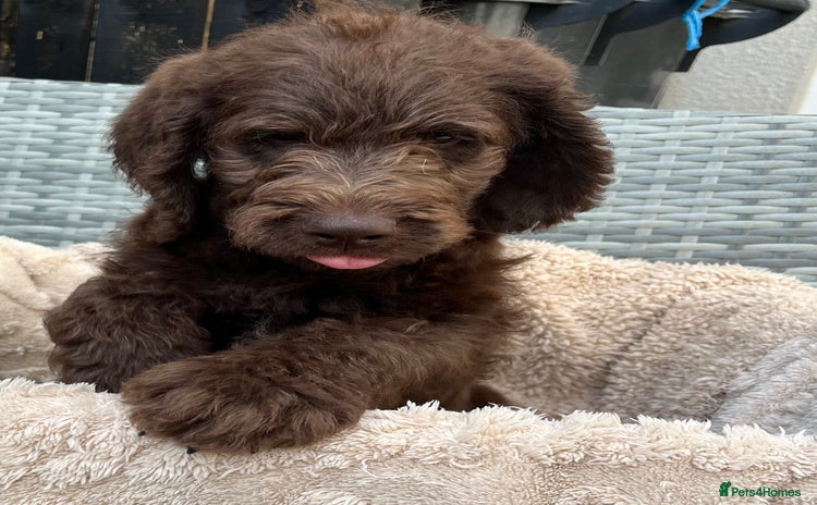 Labradoodle dogs - Advert 5