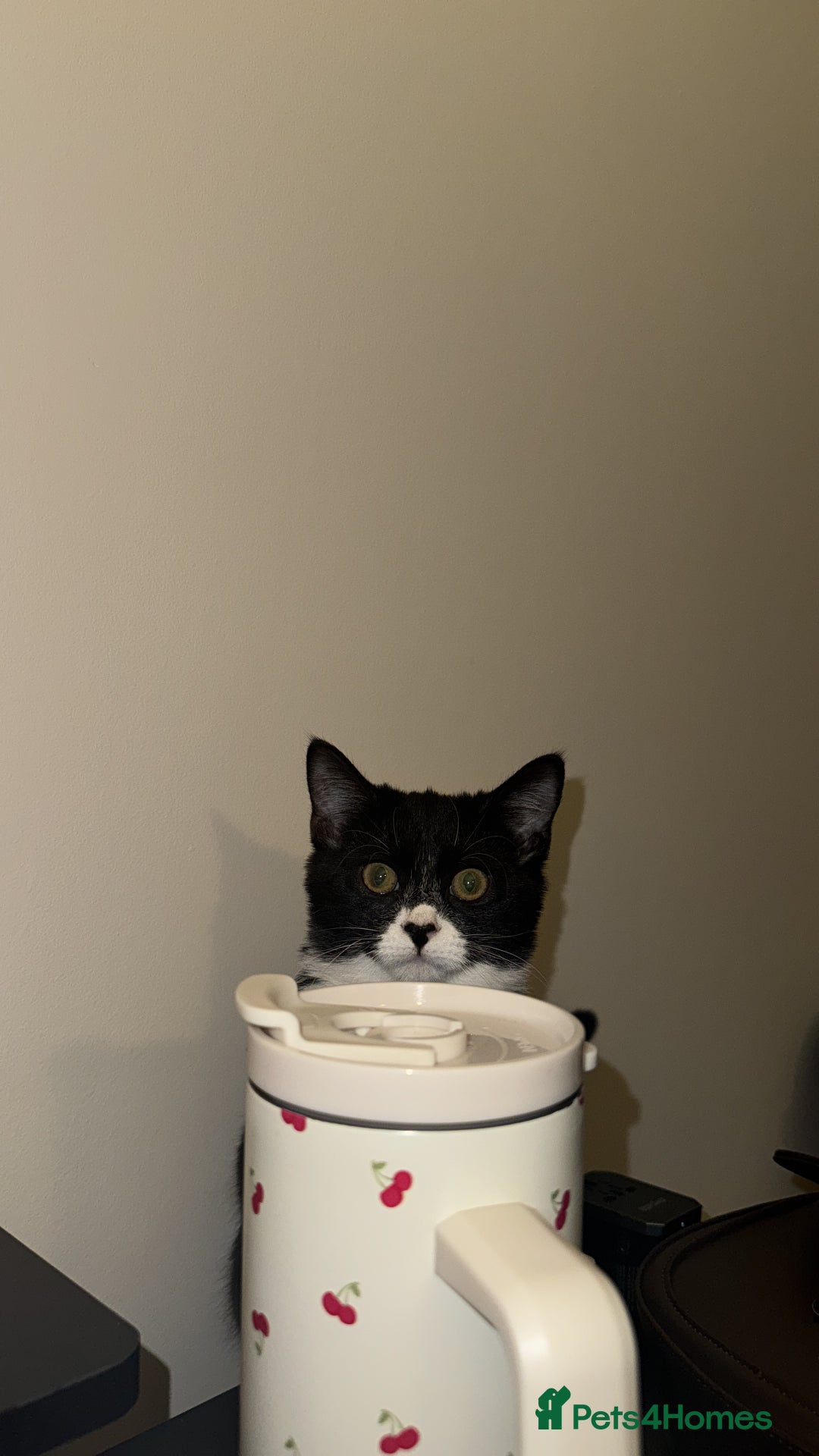 Domestic Shorthair cats for sale: 5month old female kitten - Advert 4