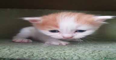 Mixed Breed cats - Advert 12