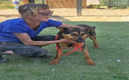 German Shepherd dogs for adoption: RICO  - Image 7