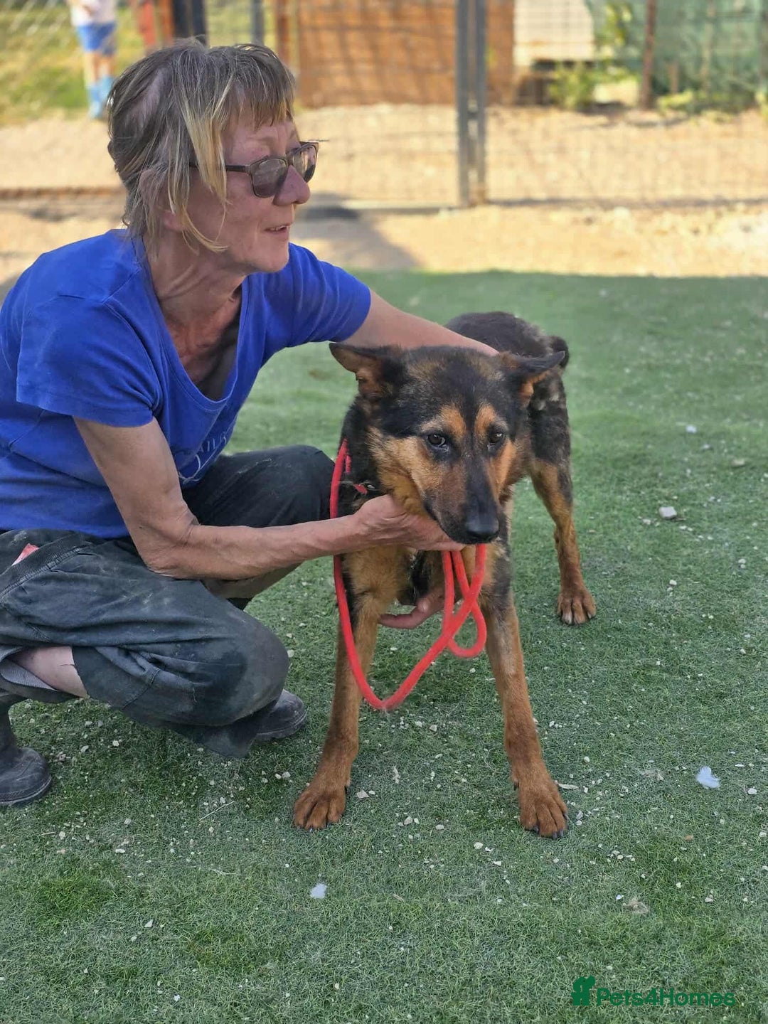 German Shepherd dogs for adoption: RICO  - Image 7