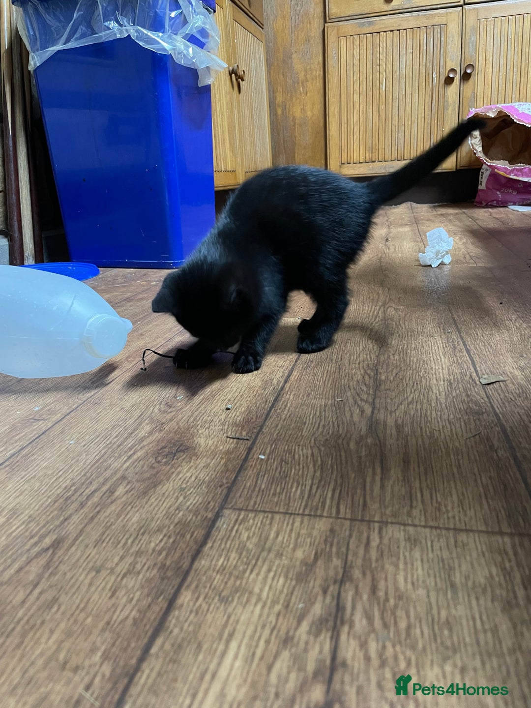 Mixed Breed cats for sale: Black kittens ready now near Bentham/ Lancaster - Advert 8