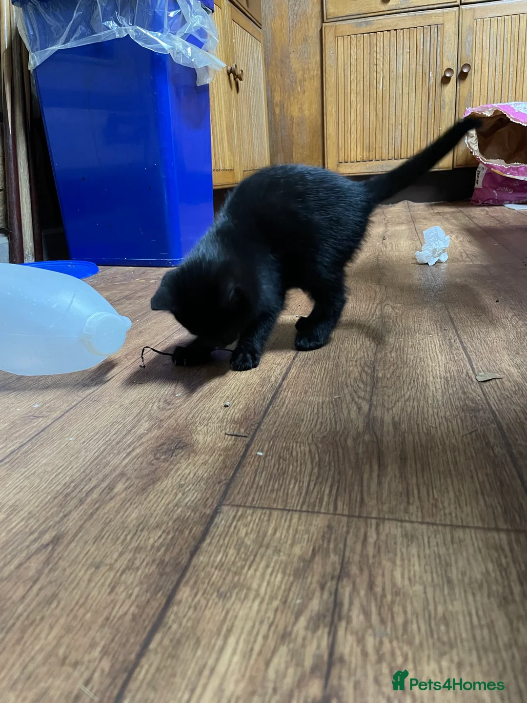 Mixed Breed cats for sale: Black kittens ready now near Bentham/ Lancaster - Advert 8