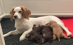 Cocker Spaniel dogs for sale: Stunning KC reg working cocker spaniel - Image 12