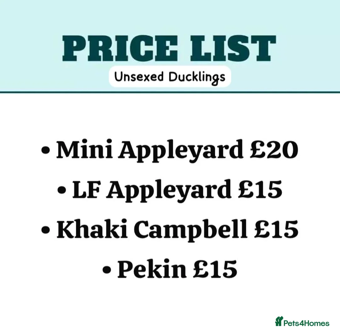 Ducks poultry for sale: *RESERVE* LF Appleyard + Campbell ducklings! - Advert 3