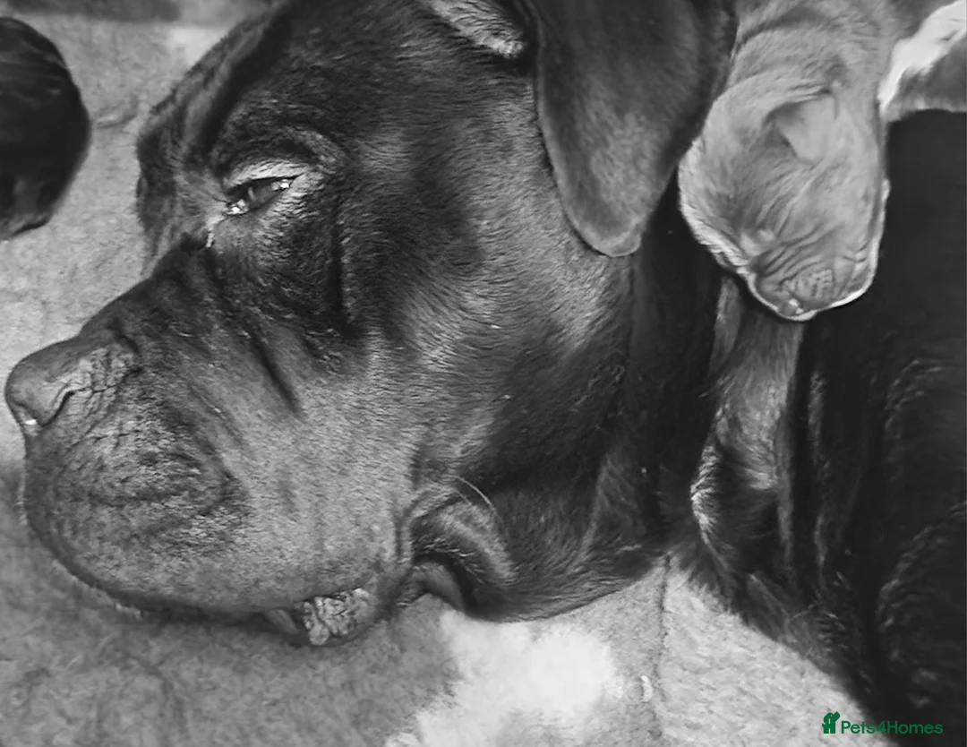 Cane Corso dogs for sale: 3 beautiful, champion blood line cane corsos  - Advert 2