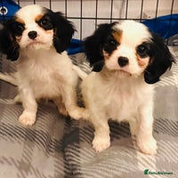 Cavalier King Charles Spaniel dogs DNA health tested, much loved cavaliers - Advert 8