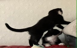 Mixed Breed cats for sale: Kittens  - Advert 6