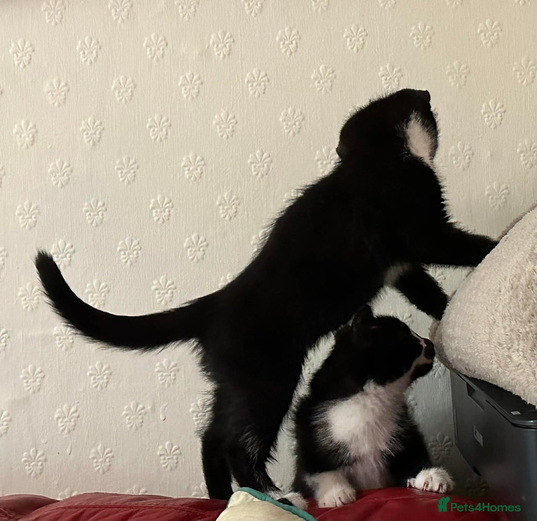 Mixed Breed cats for sale: Kittens  - Advert 6