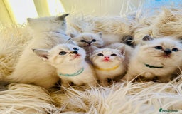 Ragdoll cats for sale: Ragdoll kittens for sale - Image 2