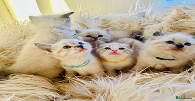 Ragdoll cats - Advert 13