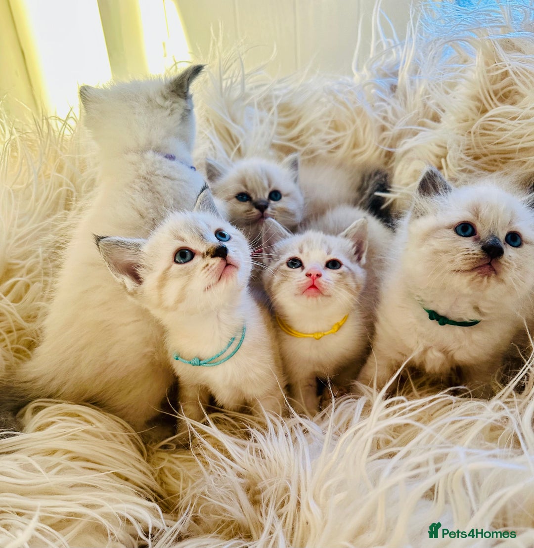 Ragdoll cats for sale: Ragdoll kittens for sale - Image 2