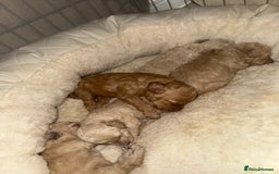 Miniature Poodle dogs for sale: Miniature Poodle  - Advert 1