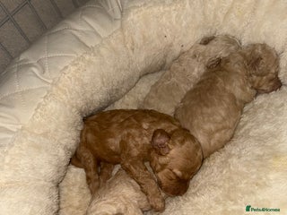 Miniature Poodle dogs for sale: Miniature Poodle - Advert 1